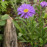 Aster alpinus